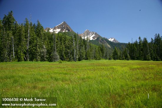 Tsuga mertensiana; Chamaecyparis nootkatensis