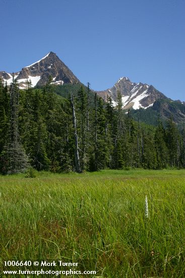 Platanthera dilatata; Tsuga mertensiana; Chamaecyparis nootkatensis