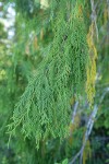Alaksa Yellow Cedar foliage detail