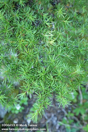 Tsuga mertenaiana