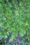 Mountain Hemlock foliage detail