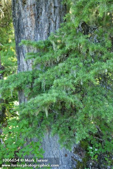 Tsuga mertenaiana