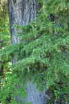 Mountain Hemlock foliage against trunk