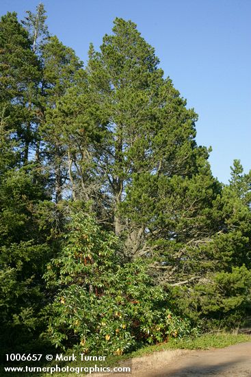 Pinus contorta; Arbutus menziesii
