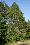 Pacific Madrone w/ Shore Pine