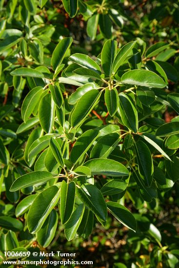 Arbutus menziesii