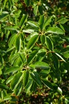 Pacific Madrone foliage