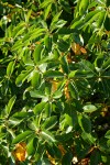 Pacific Madrone foliage