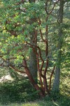 Pacific Madrone