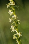 Royal Rein Orchid blossoms