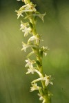 Royal Rein Orchid blossoms