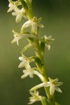 Royal Rein Orchid blossoms detail