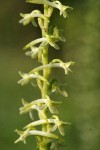 Royal Rein Orchid blossoms