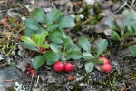 Kinnickinnick fruit & foliage detail