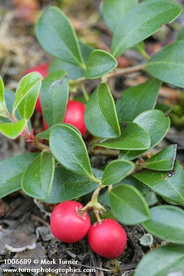 Arctostaphylos uva-ursi