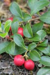 Kinnickinnick fruit & foliage detail