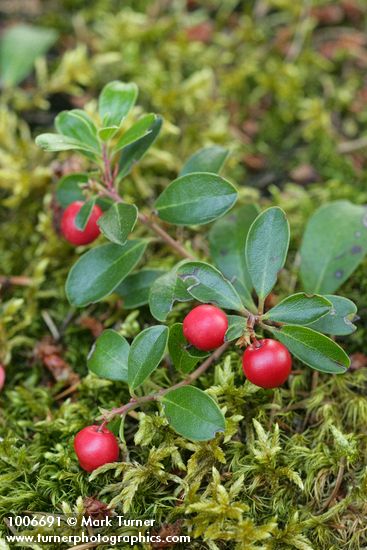 Arctostaphylos uva-ursi