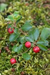 Kinnickinnick fruit & foliage detail among moss