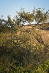 Russet Buffaloberry