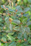 Russet Buffaloberry foliage detail