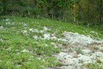 Kinnickinnick as natural groundcover w/ lichens