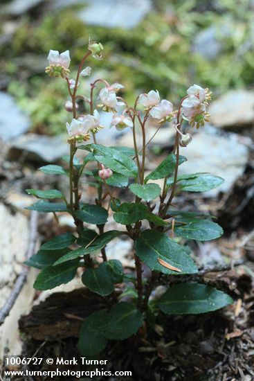 Chimaphila menziesii