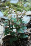 Menzies' Pipsissewa