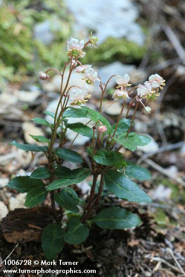 Chimaphila menziesii