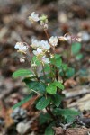 Menzies' Pipsissewa