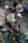 Menzies' Pipsissewa blossom detail