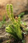 Alpine Fir-moss (Pacific Clubmoss)