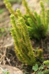 Alpine Fir-moss (Pacific Clubmoss)
