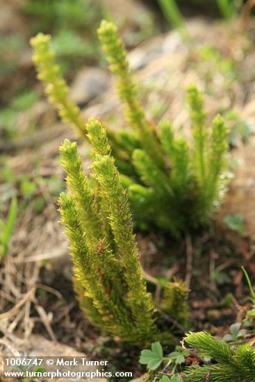 Huperzia haleakalae