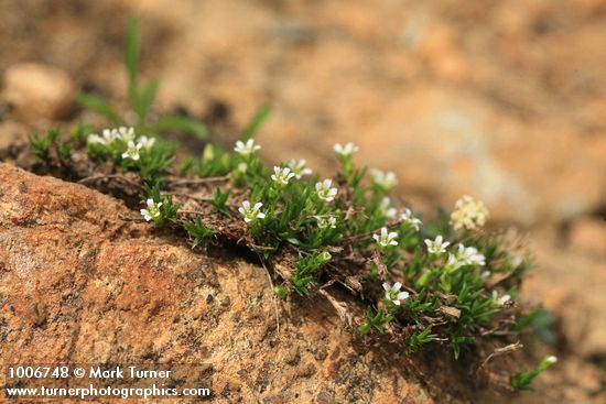 Minuartia obtusiloba