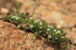 Alpine Sandwort