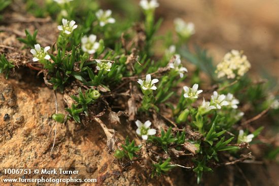 Minuartia obtusiloba