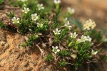 Alpine Sandwort