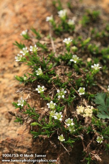 Minuartia obtusiloba