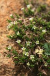 Alpine Sandwort