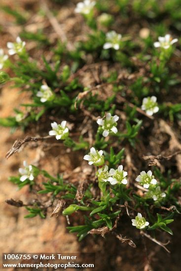 Minuartia obtusiloba
