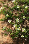 Alpine Sandwort