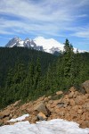 Mount Baker w/ Mountain Hemlocks fgnd