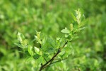 Barclay's Willow (female)