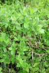 Grayleaf Willow