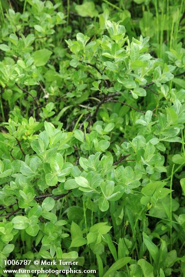 Salix glauca