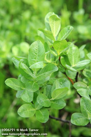Salix glauca