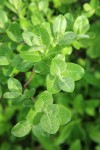 Grayleaf Willow foliage