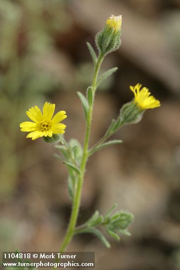 Madia gracilis