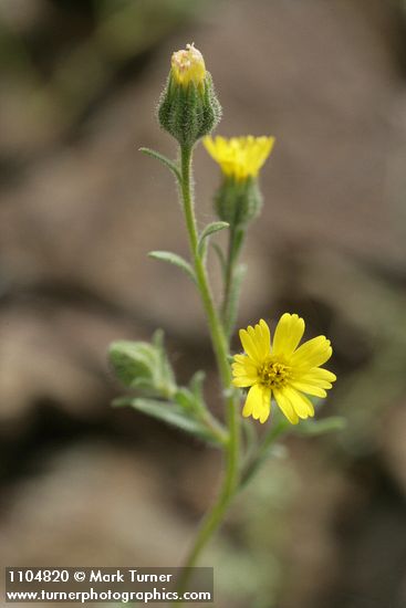 Madia gracilis