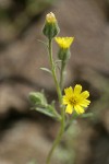 Slender Tarweed